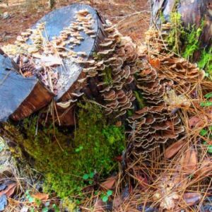 Barnacle-Stump