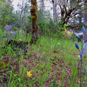 Kelly-Lodge-Thru-Spring-Flowers