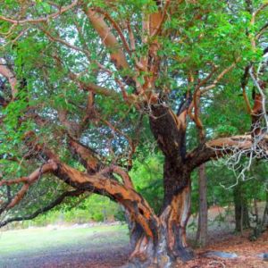 Madrone-Clints-Forehead-Tree