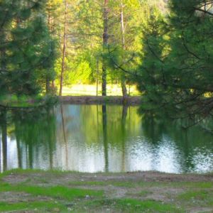 Mountain-Mist-Lake-in-the-Pines