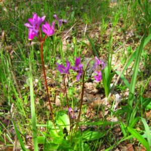 Outdoor-Spring-Flowers