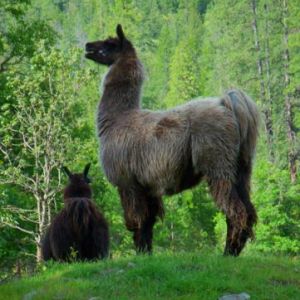 Several-llamas-for-your-enjoyment