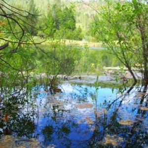 Wild-Goose-Lake-in-the-Branches