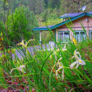 Wildflowers-right-outside-the-door